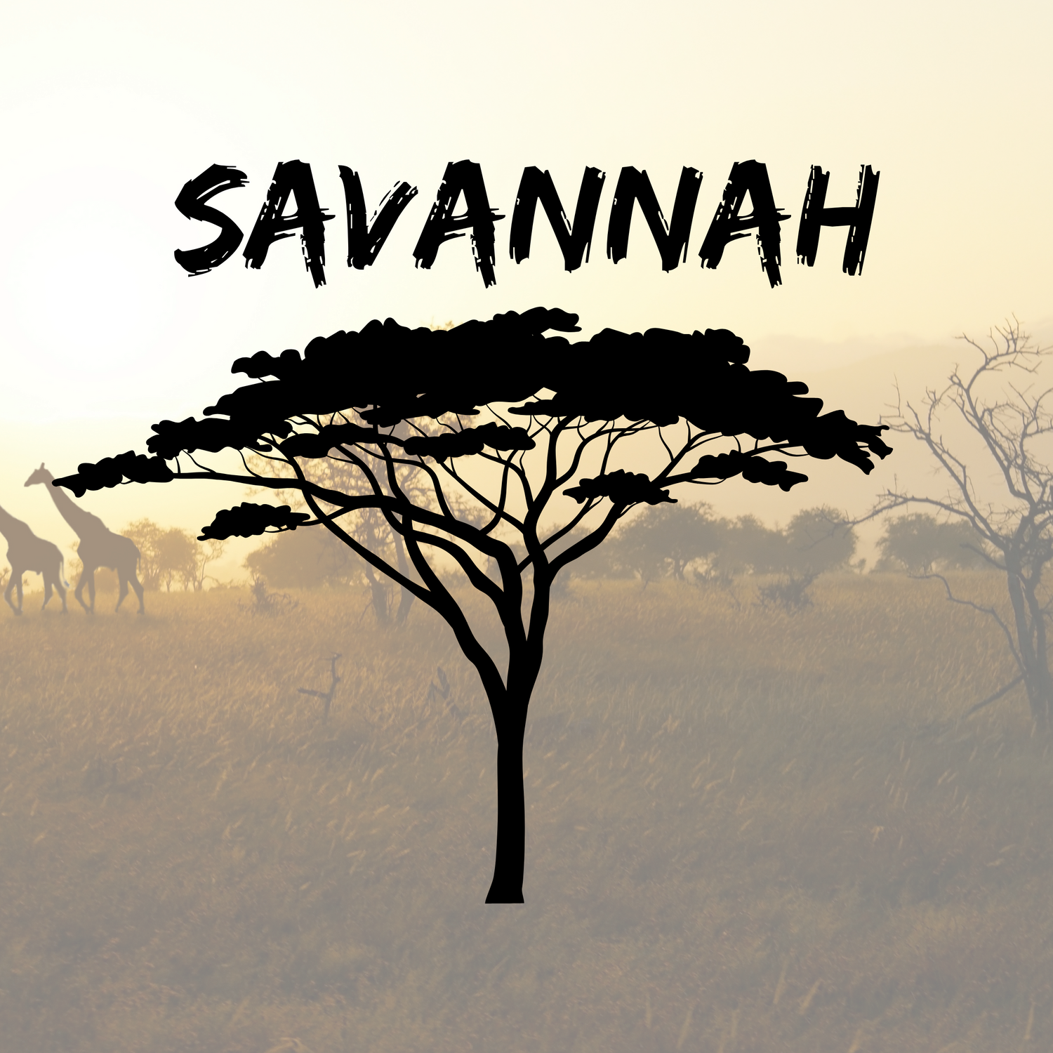 Savannah