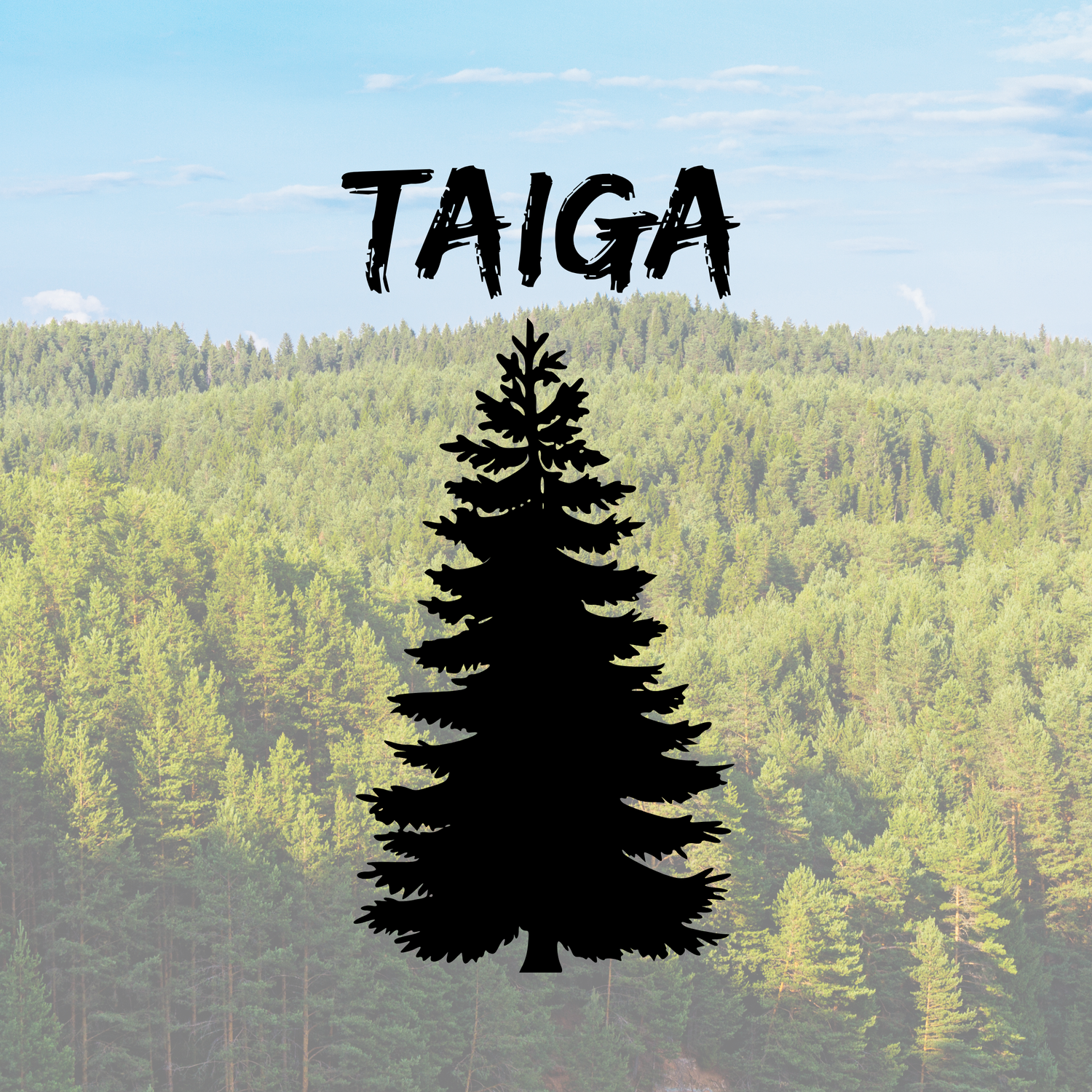 Taiga